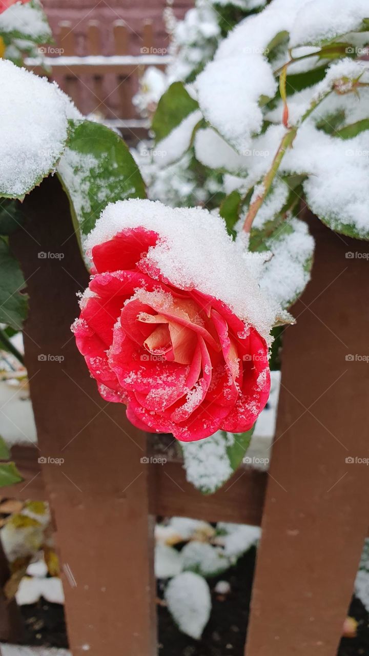 Snowy rose
