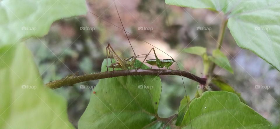 Meeting of the two friends