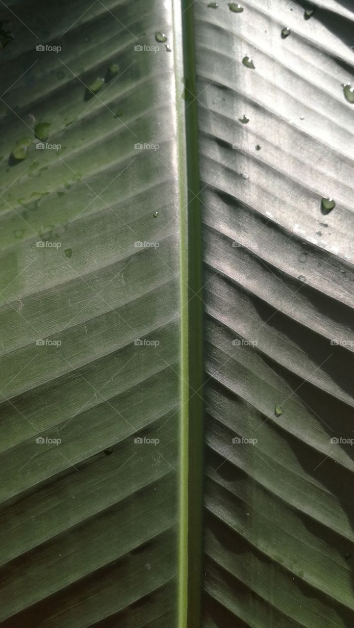Green leaf laminas closeup