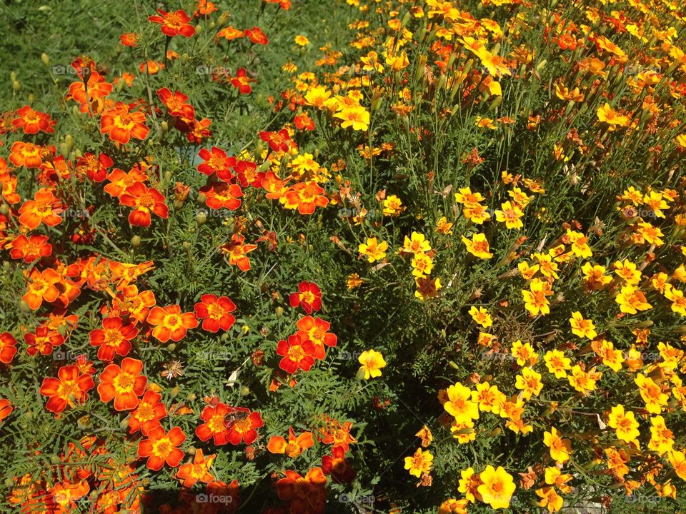 High angle view of flower field