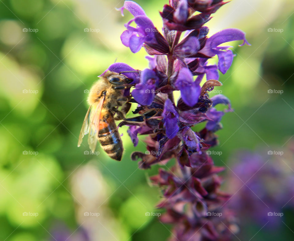 Bumble Bee h