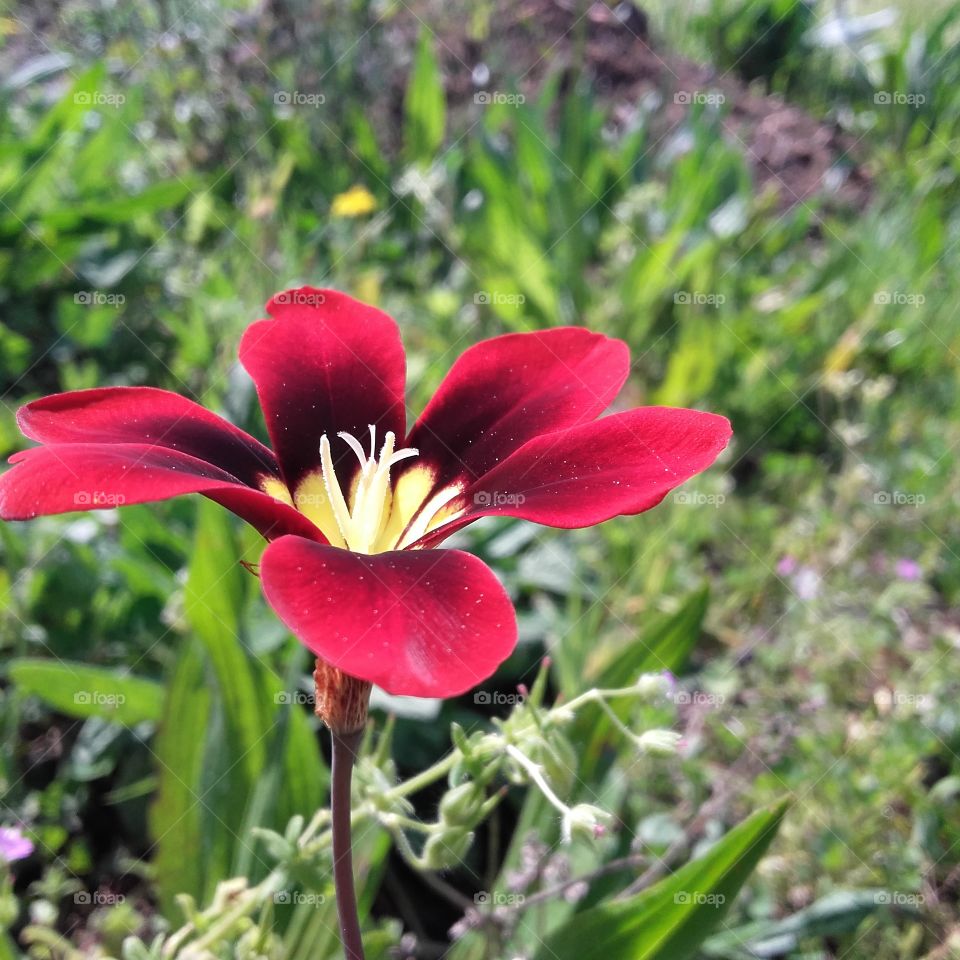 Beautiful Red flower