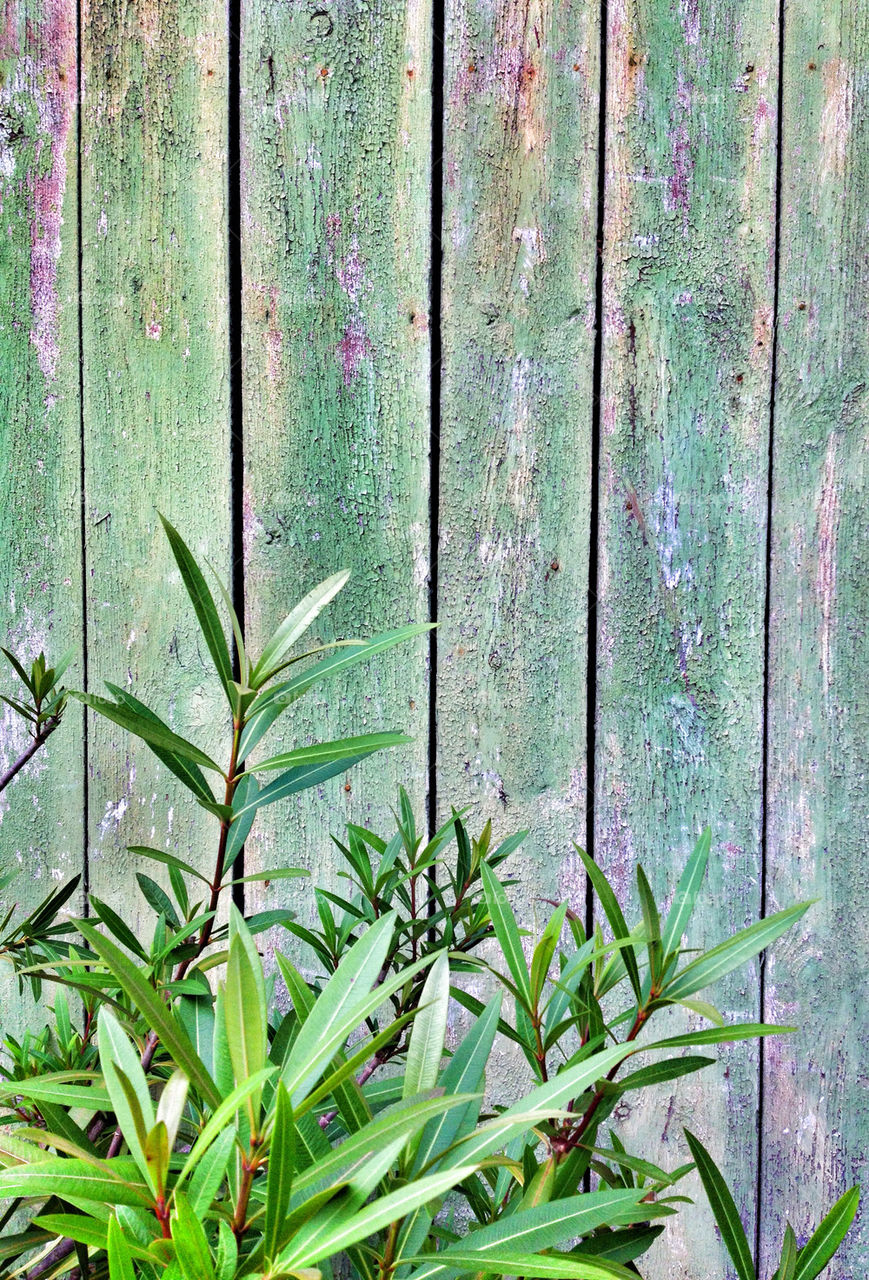 green wood summer old by kersti