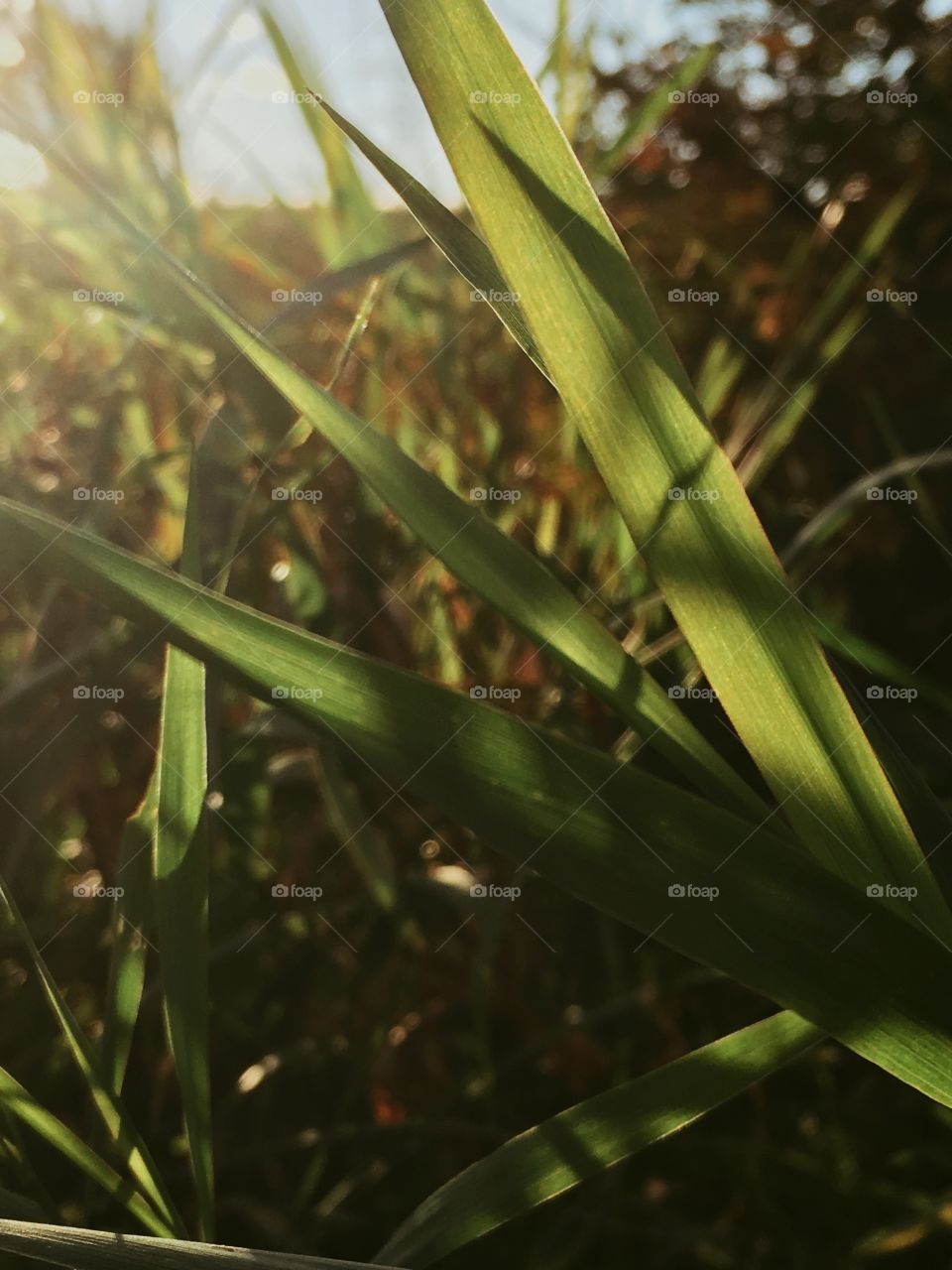 Natural pattern in sunset 