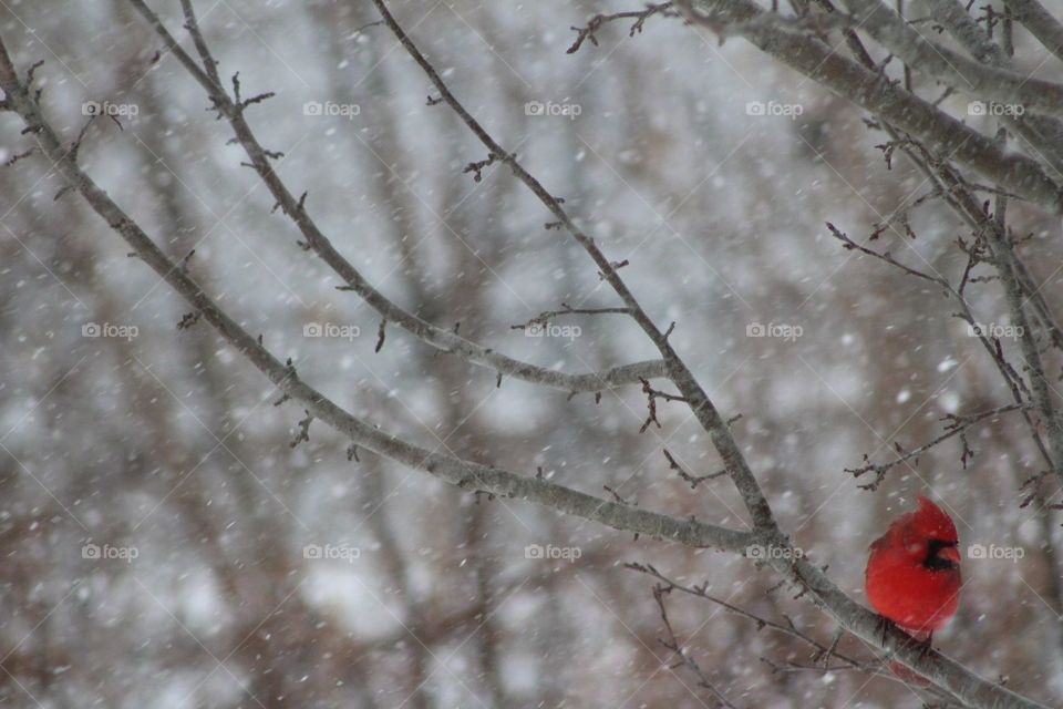 Cardinal in a blizzard