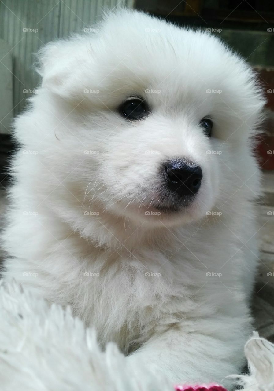 Close-up of white cute dog