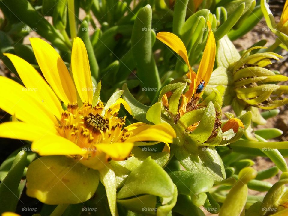 Nature, No Person, Flower, Flora, Leaf