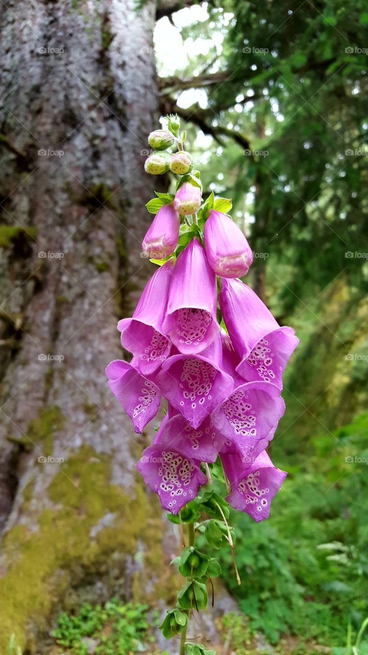 Punk Flower