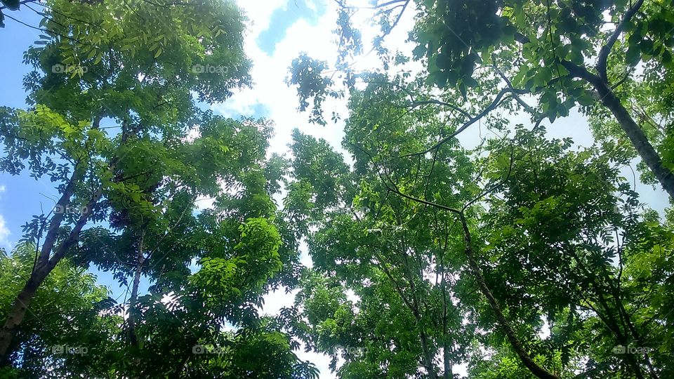 green trees under white sky