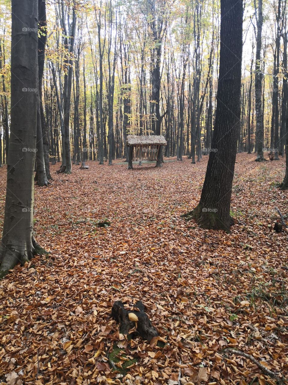 Autum time....🍂🍁