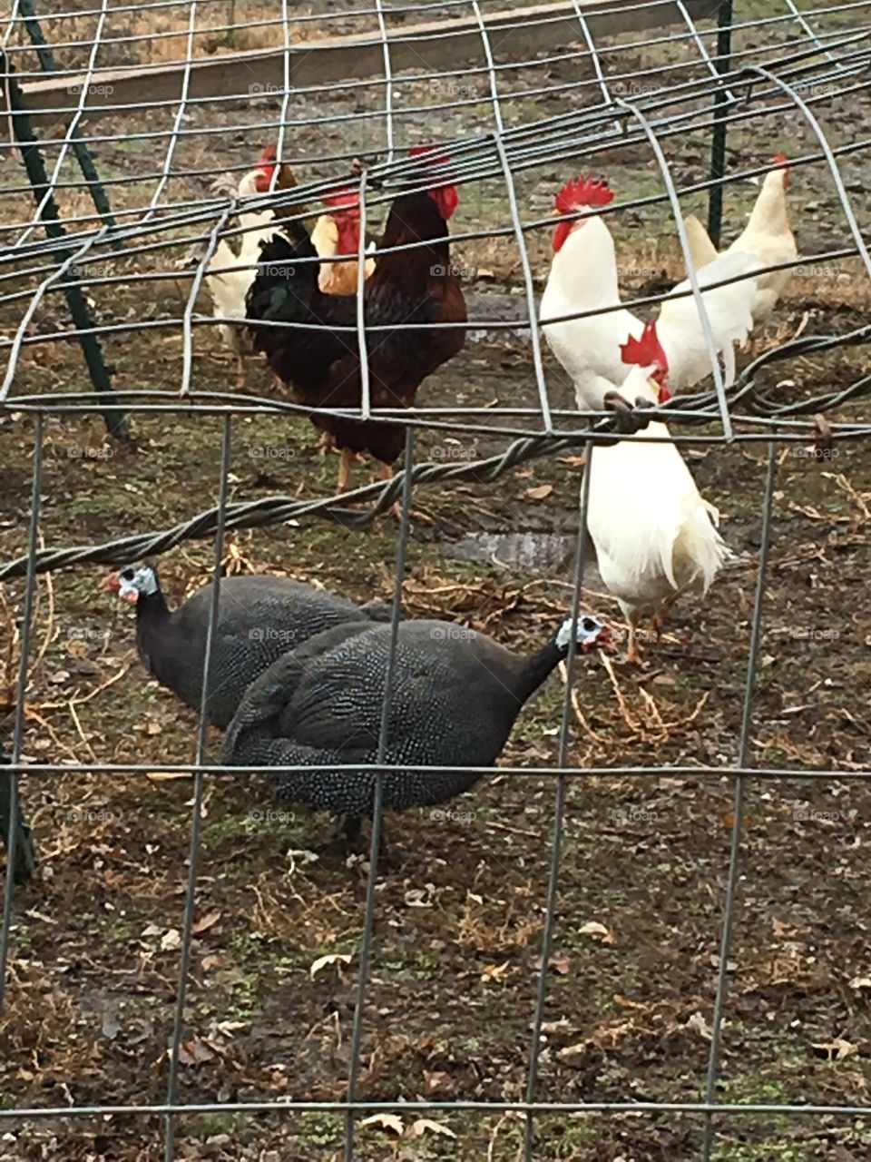 Ginny’s and chickens they are all fat and healthy birds. Visited family before thanksgiving.