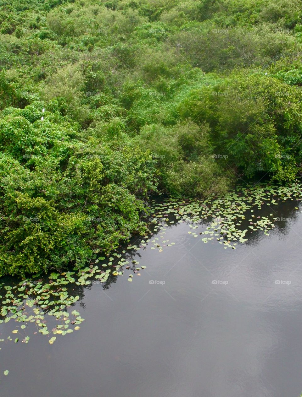 Lake and greens 