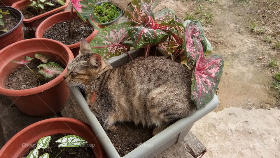 the kitten sleeps on a yam flower