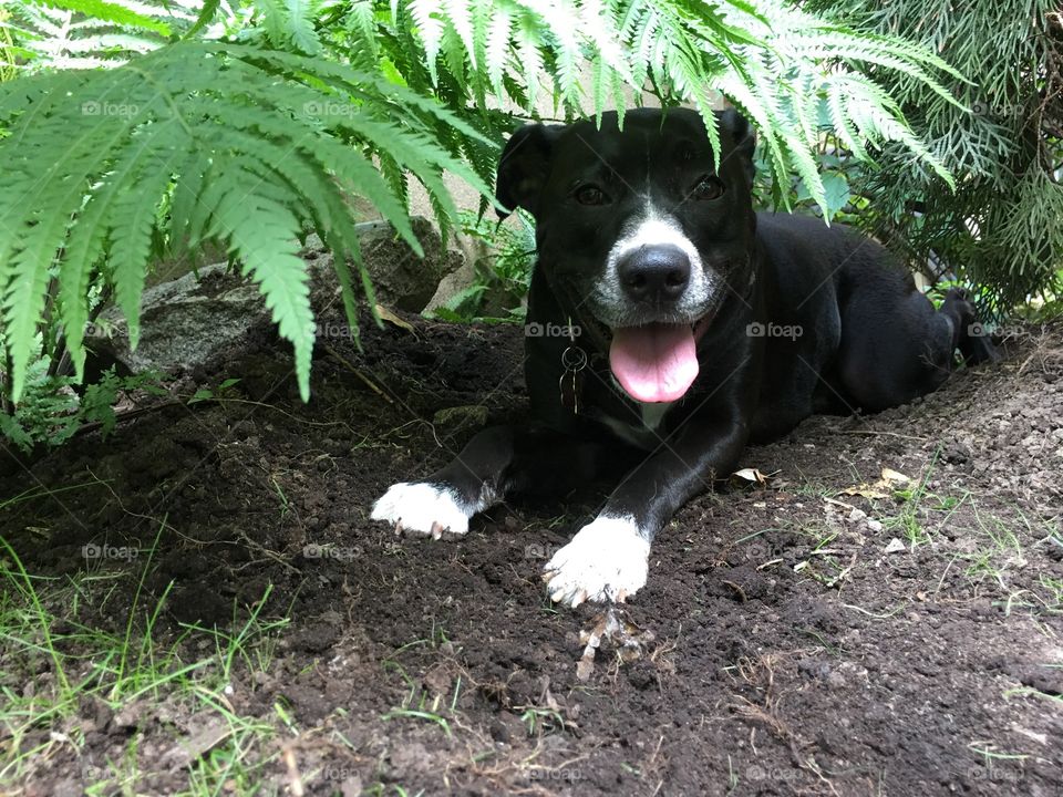Cute dog laying down I. Dirt under the shade of a giant fern plant in summertime with smile on face and tongue out conceptual pet health and safety in warm weather photography 