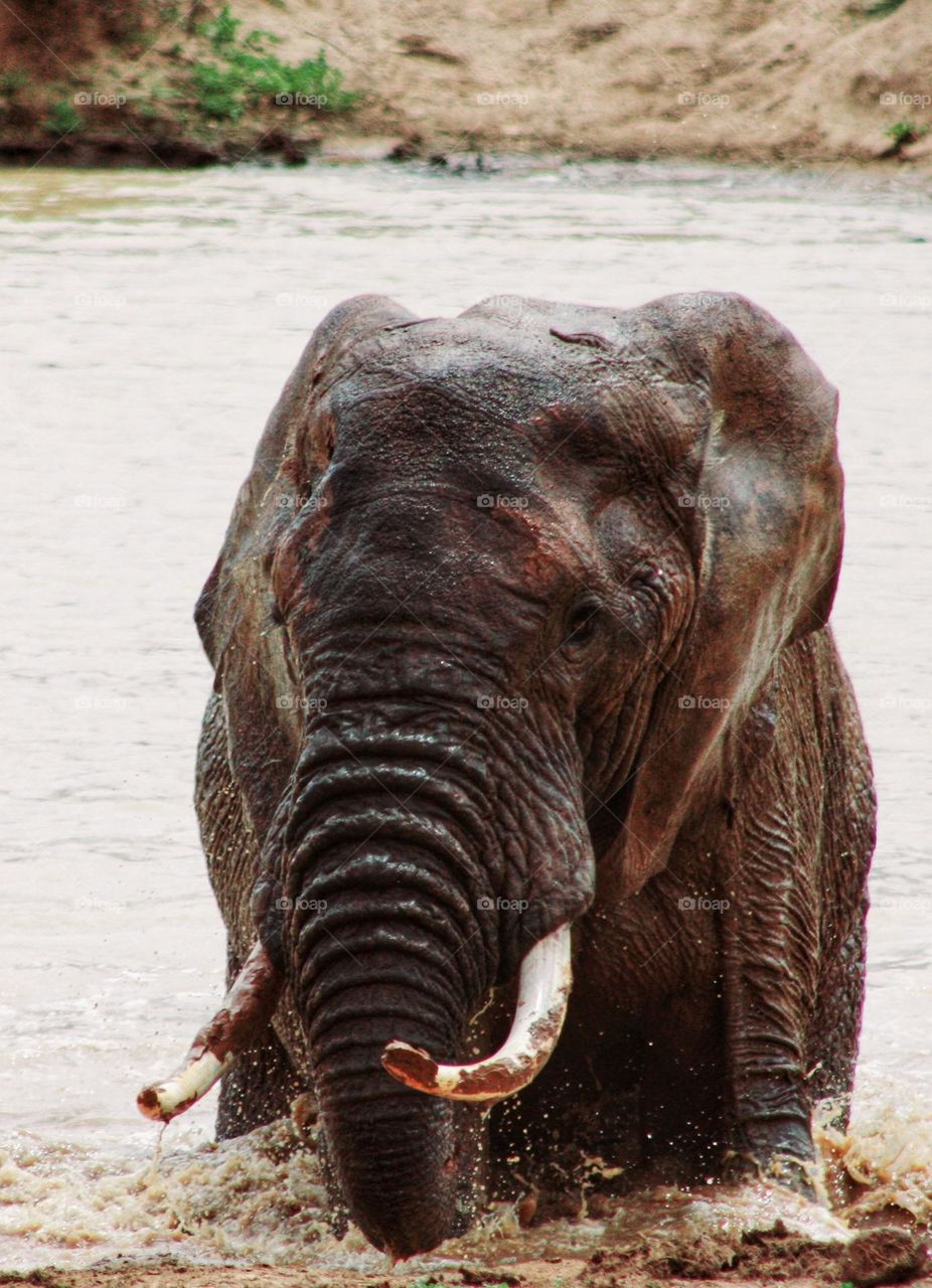 The giants of Addo . South Africa