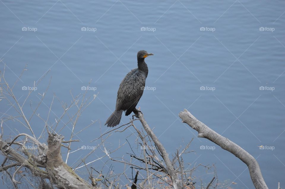 Double-crested Cormorant?