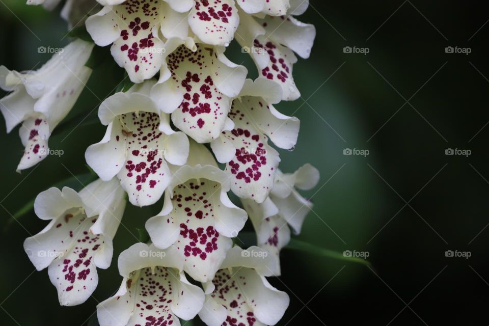 White small flowers making an art