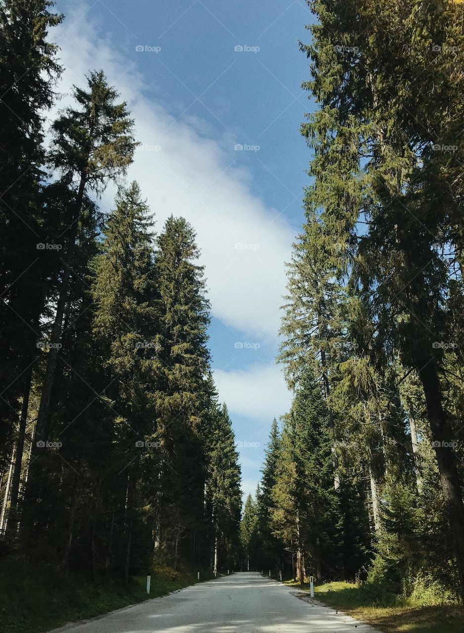 Driving through the forest. 