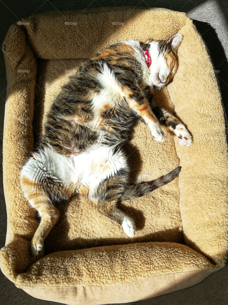Cat sleeping in a cat bed.