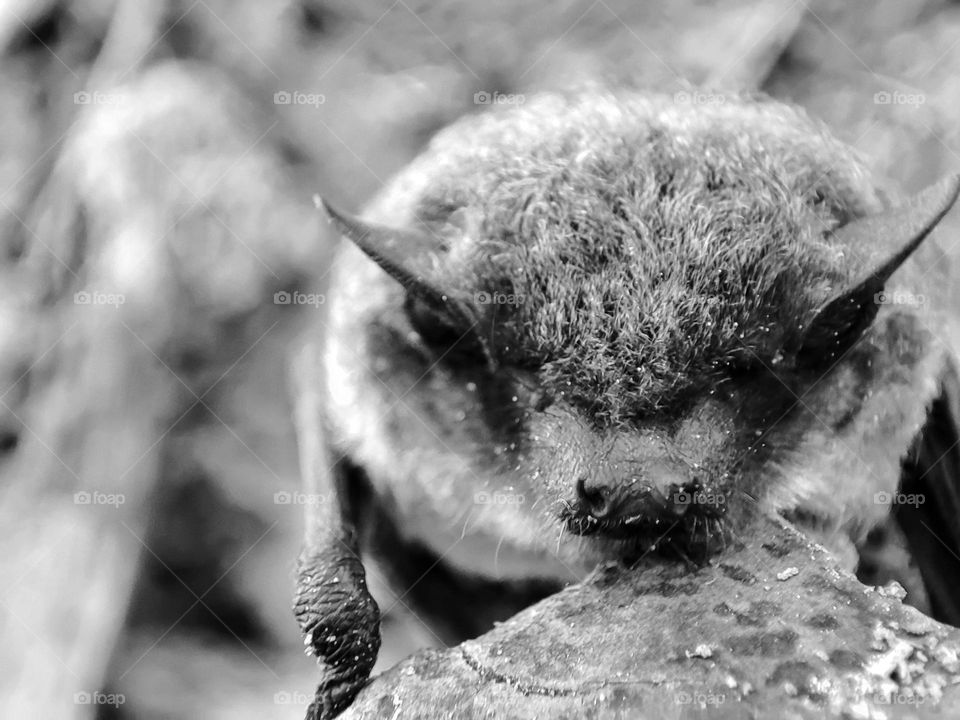 Nathusius's pipistrelle, Animal