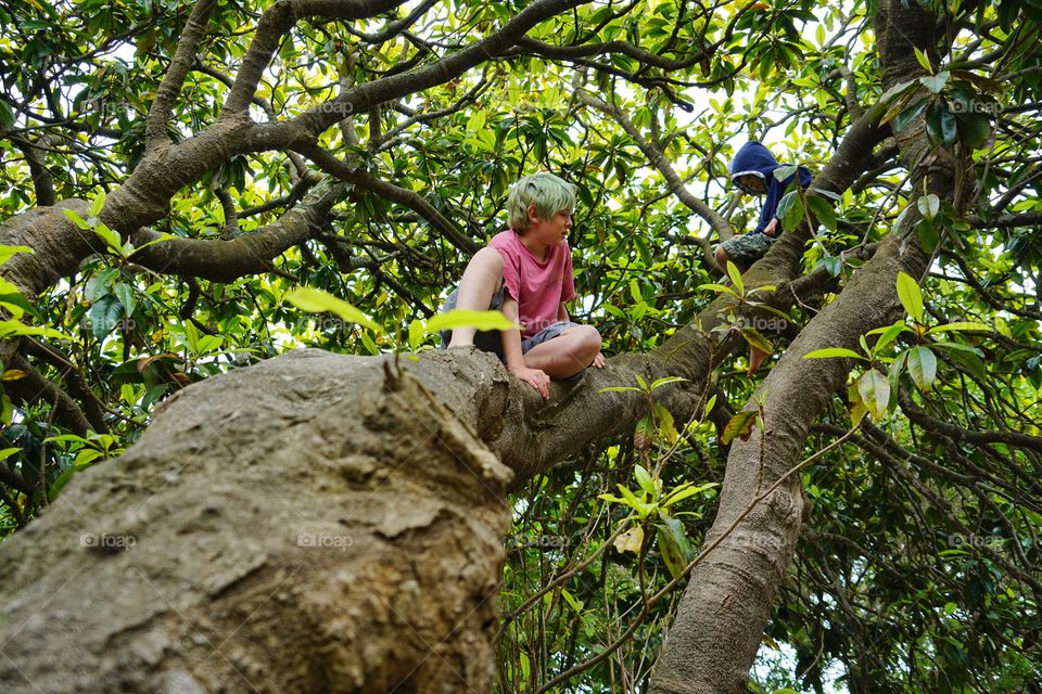 Boys Climbing A Tree