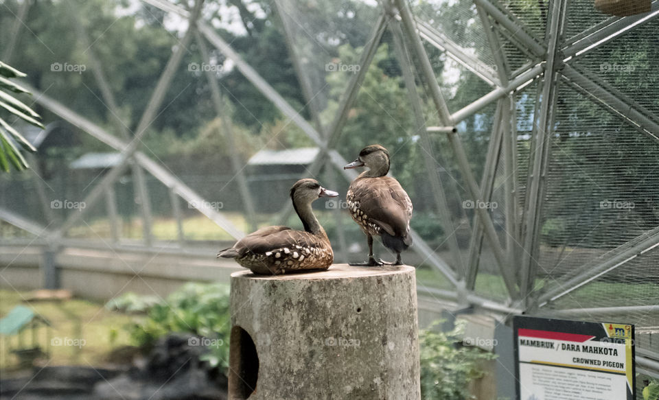 this duck can climb to a high place like this.