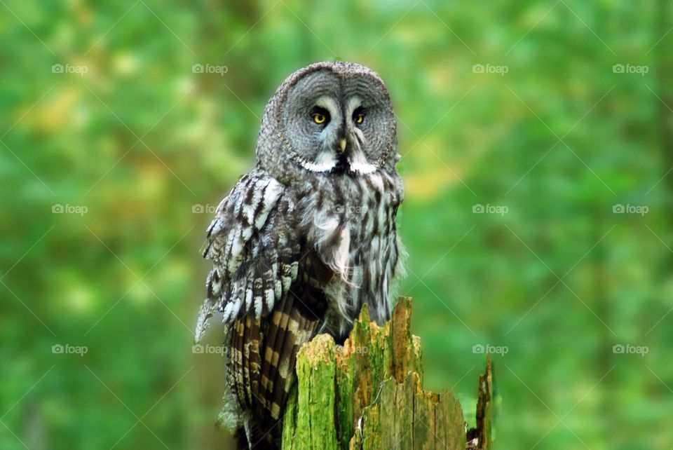 Portrait of a great grey owl