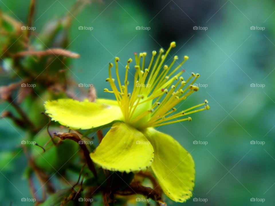 yellow flower in summer