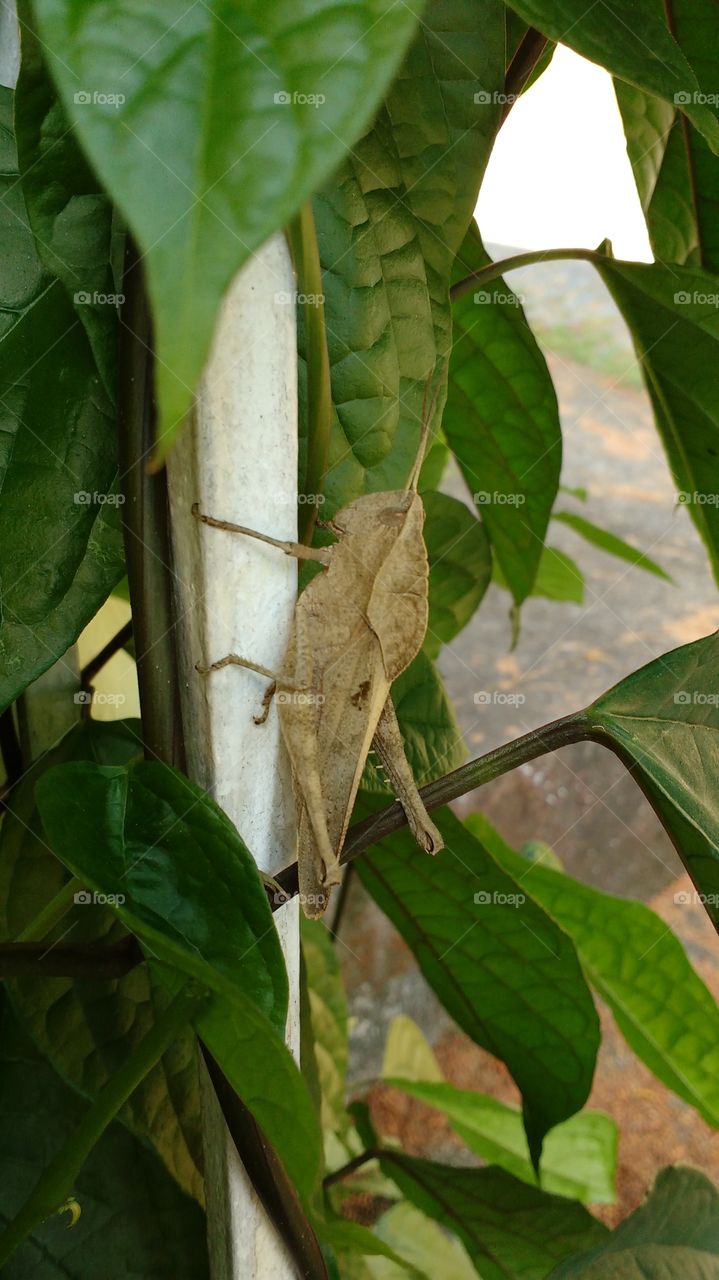 Front yard grasshopper