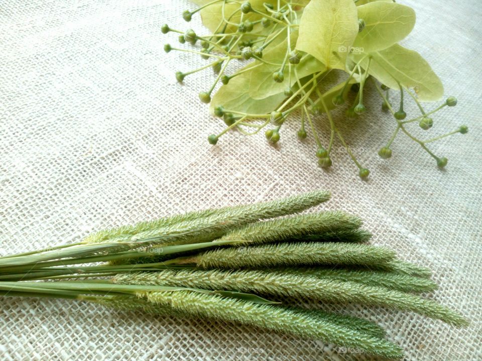 Desktop, Flora, Nature, Leaf, Medicine