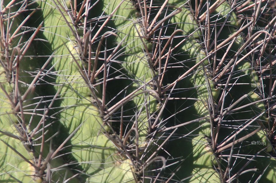 Closeup of Cactus Needles