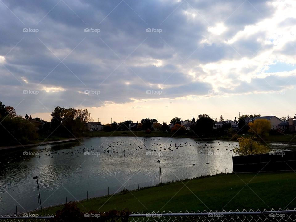 beutiful afternoon full of geese