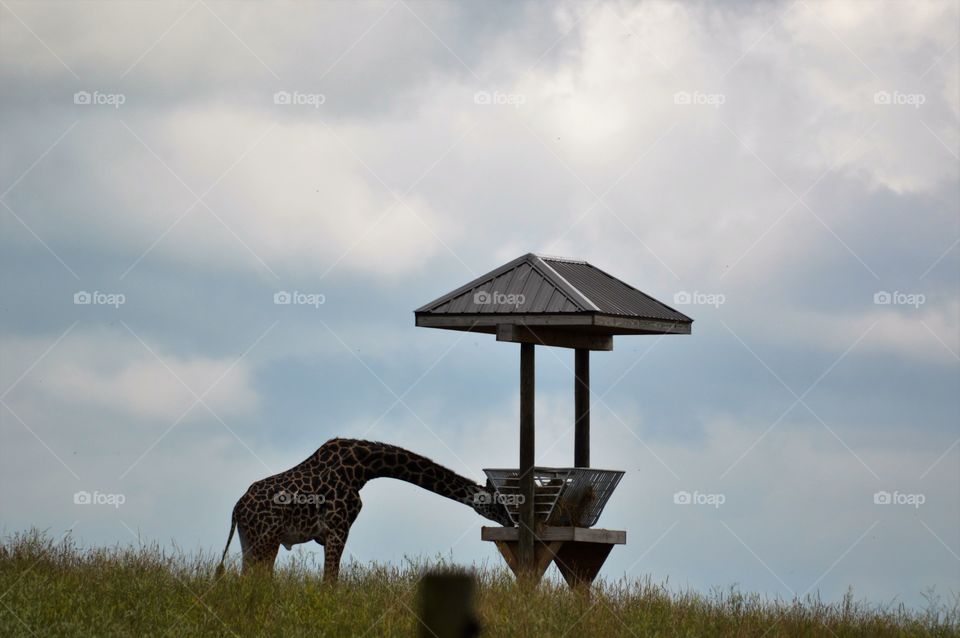 Hungry Giraffe