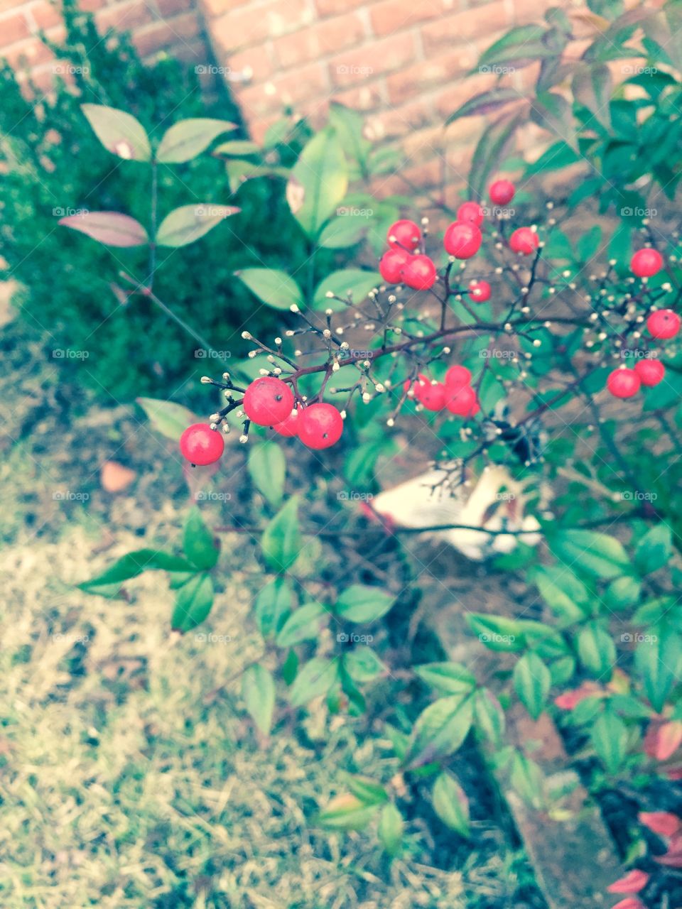 Berry bush