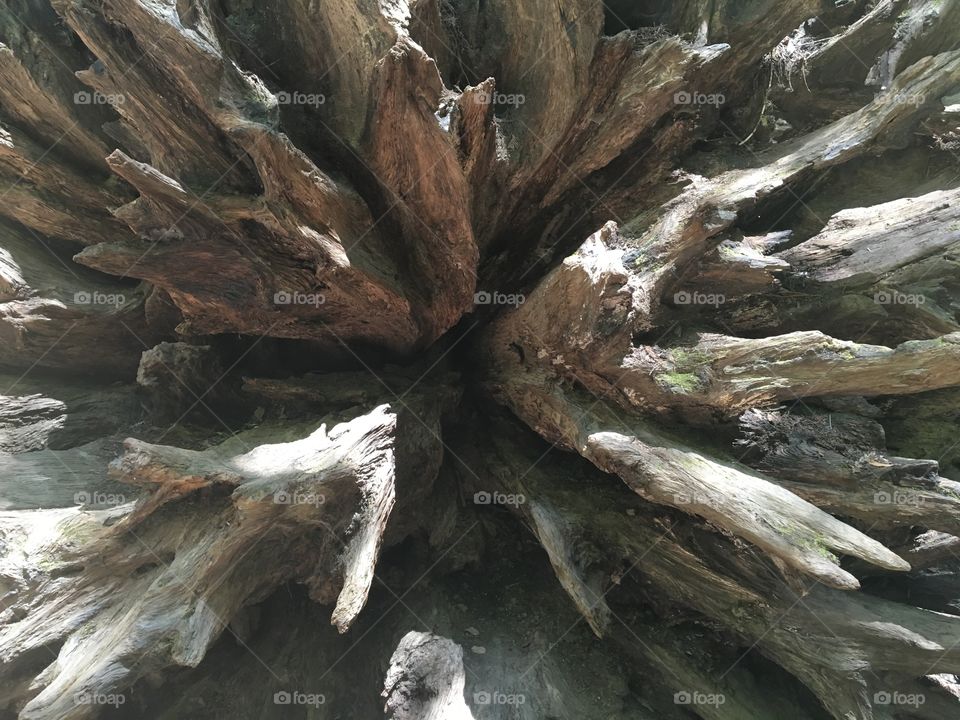 Redwood roots