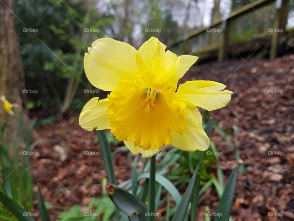 Sad daffodil