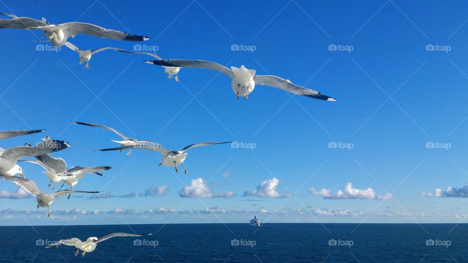 Seagull birds fly over the Baltic Sea