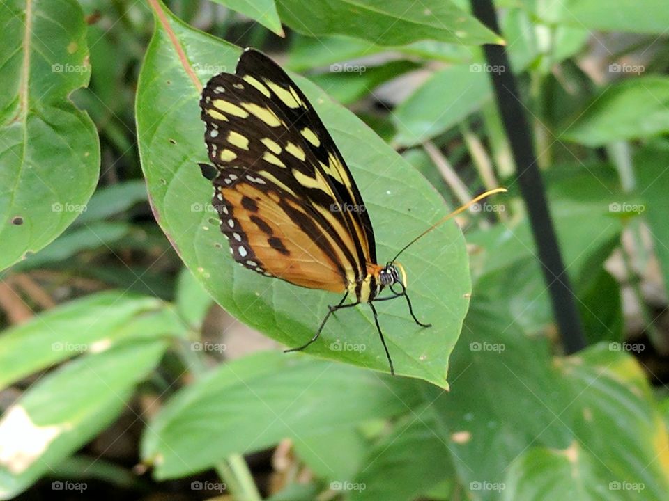 posing monarch butterfly