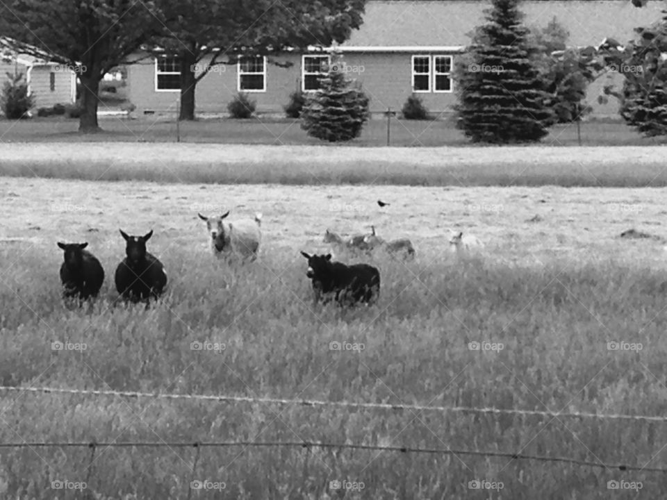 Goats . The herd