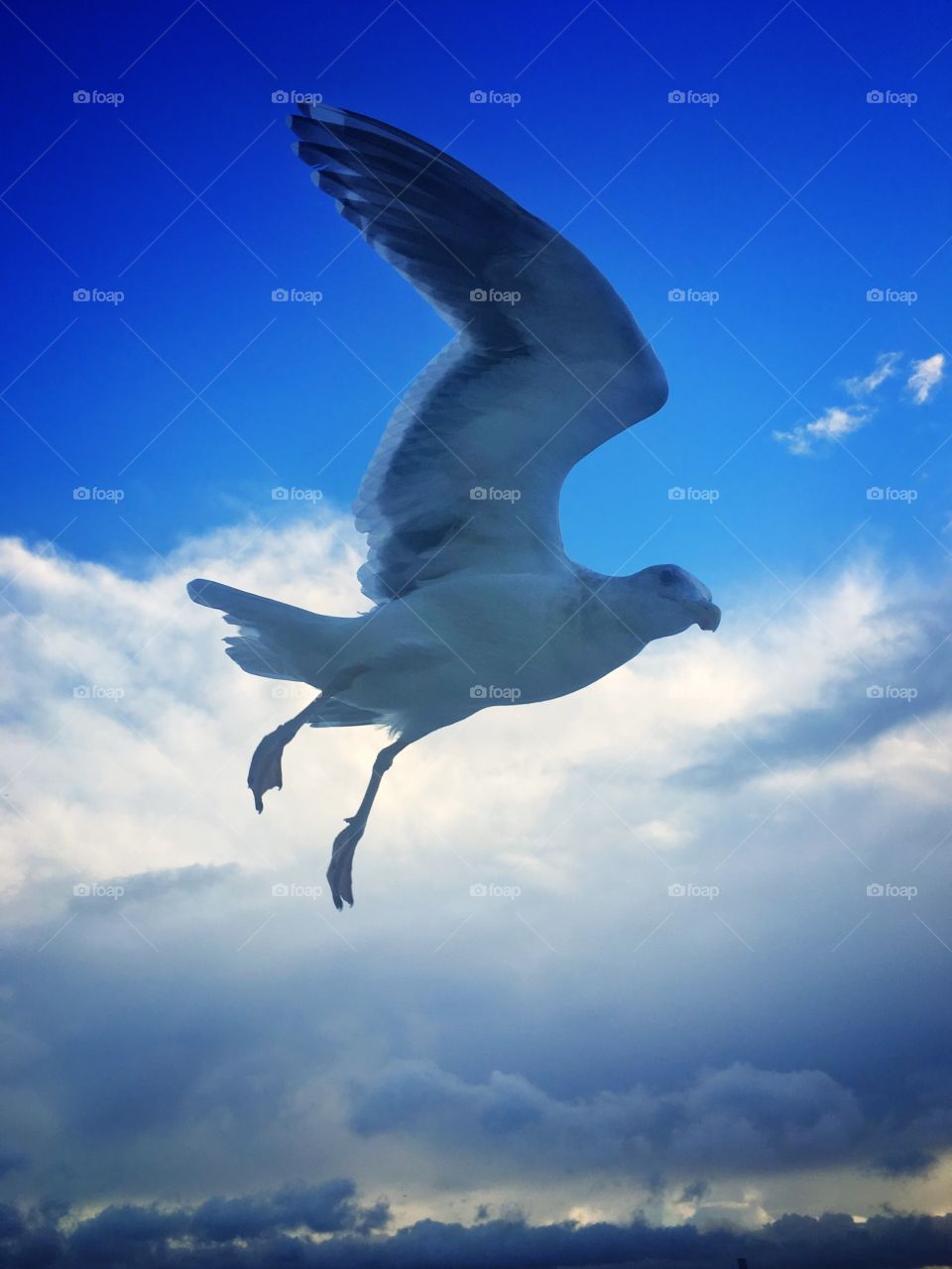 Seagull over Puget Sound Ferry