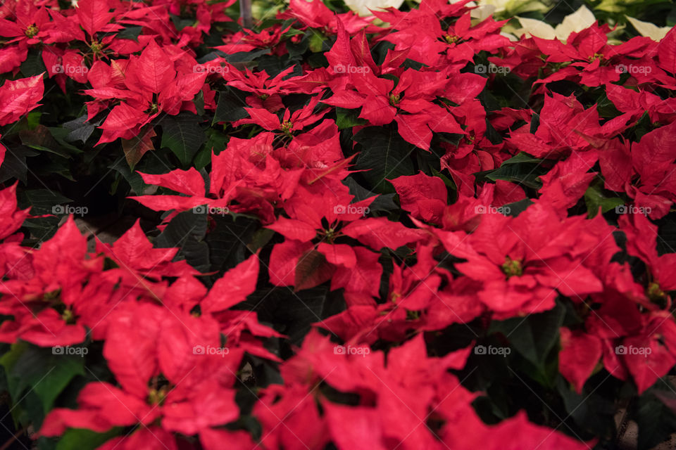 Poinsettia famous plant at christmas time in Europe and north anerica, the plant grows free in Mexico.