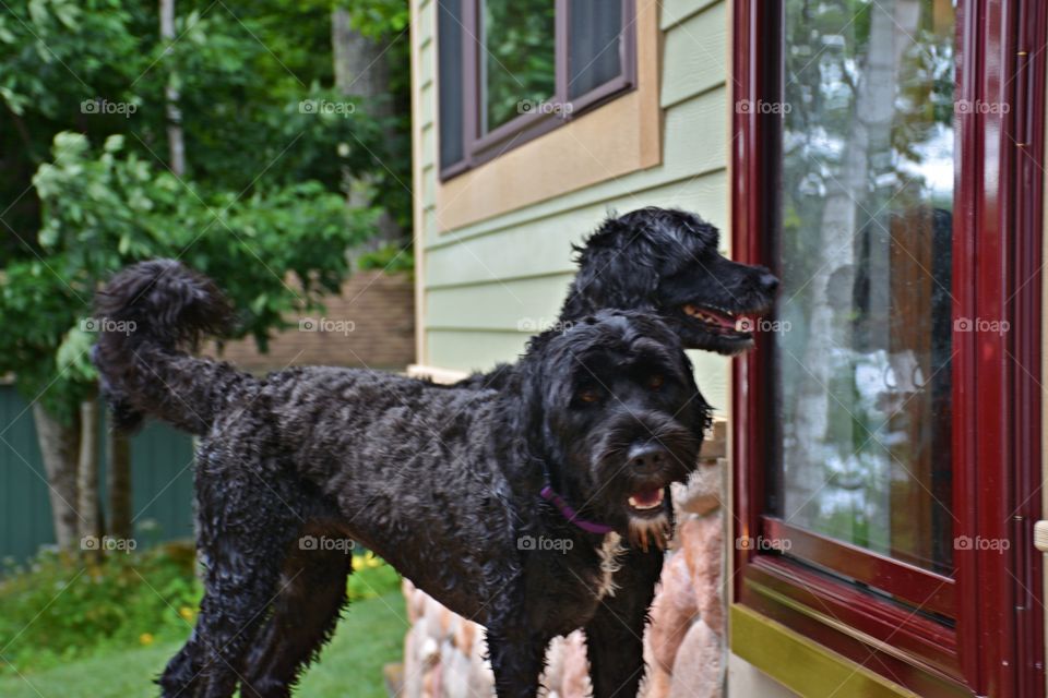 Giant Schnauzers - Two heads are better than one - Dogs and cats remain the most popular pets, but, it also includes a somewhat surprising array, including hamsters, fish, rats, and mice