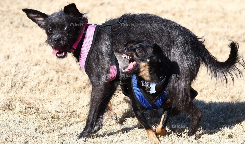 Our puppies playing in the park. 