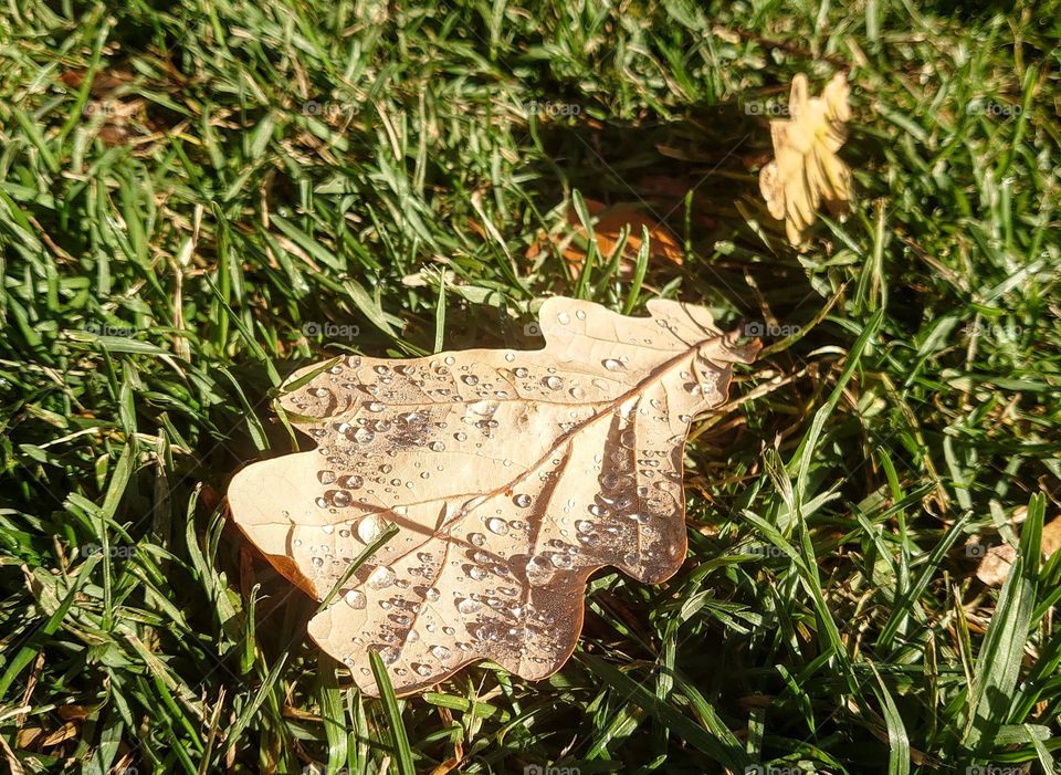 Autumn fallen leaf with drops 🍁🍂