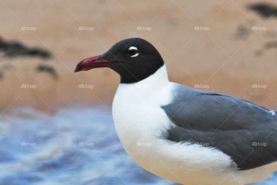 Seagull on the beach 