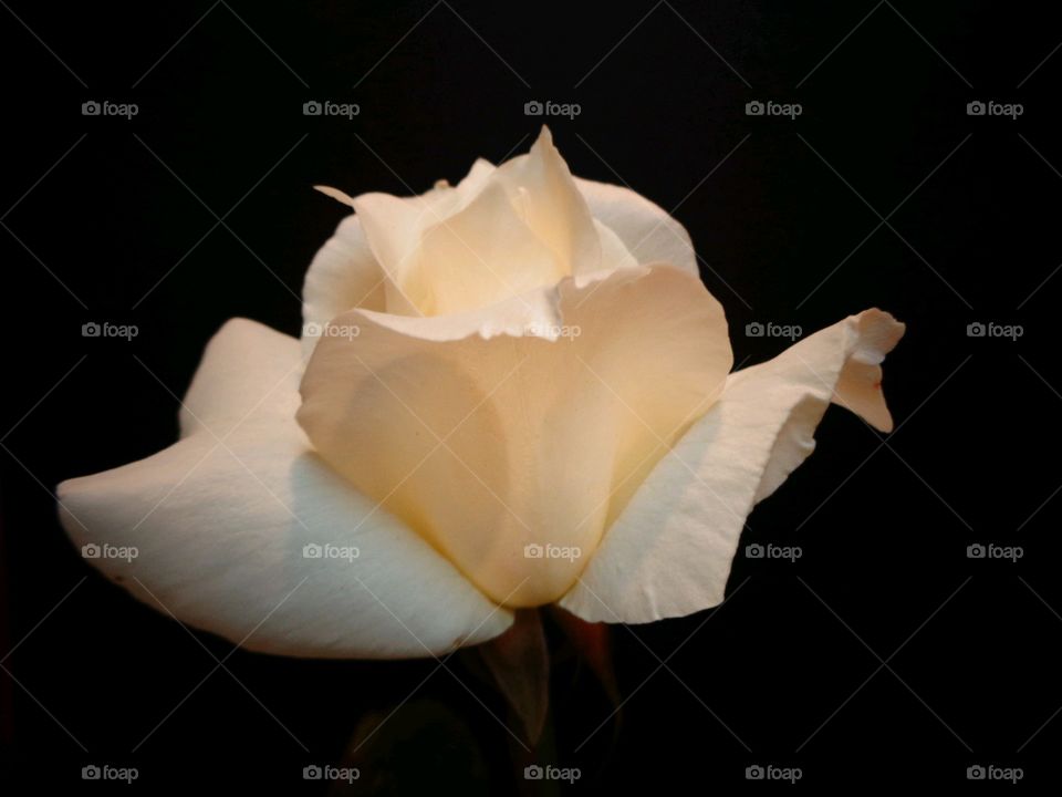 White rose lit in the dark, no foliage seen. This is a sweetly scented flower in full bloom.