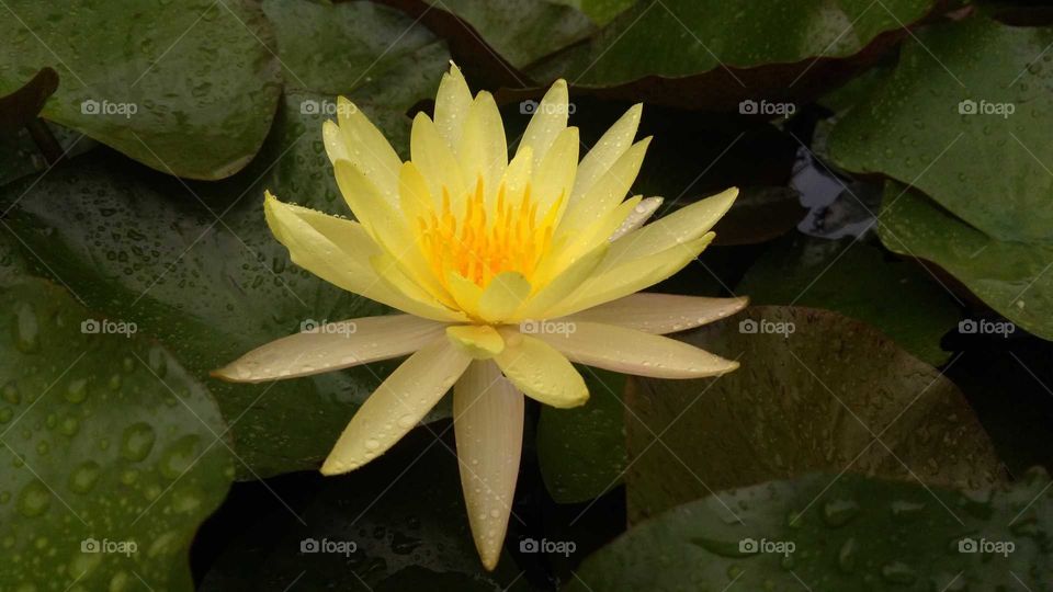 lotus