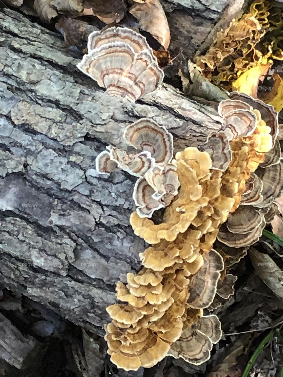 Fanned Fungi on Log - Ni River Trail - Fredericksburg, VA - October 2023