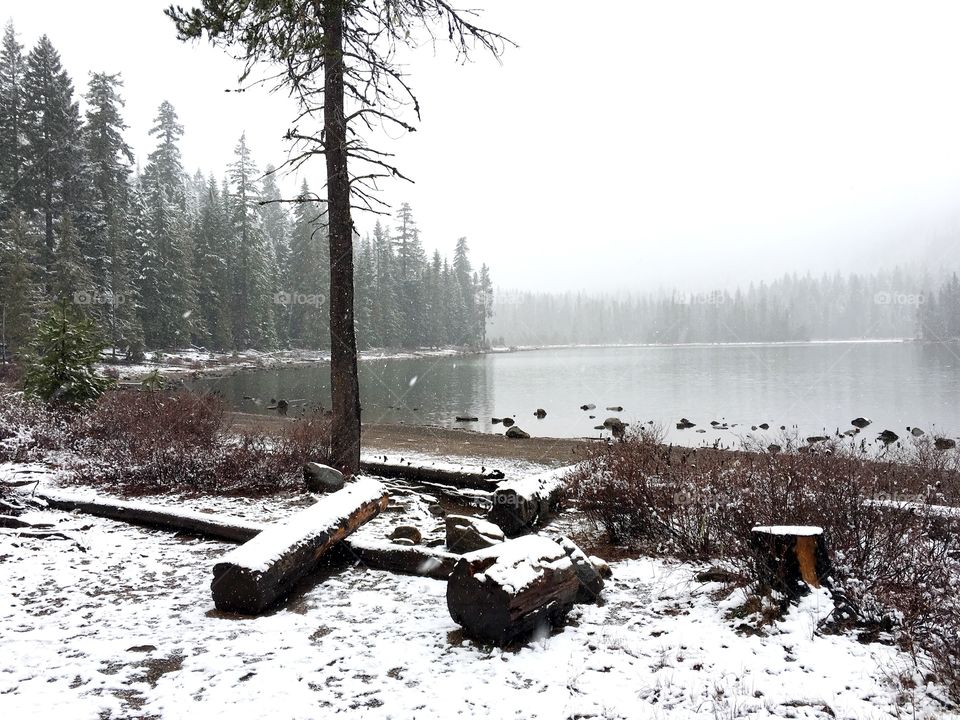 Forest in the winter. Oregon 