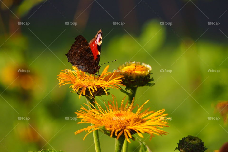 Butterfly on flower